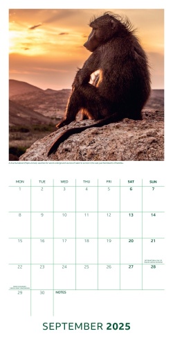 BBC Earth Month to View Nature Square 2025 Calendar Official Licensed